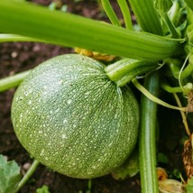 Zucchini Summer Squash Round Ball / Seeds/Organically Grown - £4.40 GBP