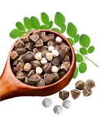 MBK 5 King David Apple Tree Seeds Fast Ship - $236.91 MXN