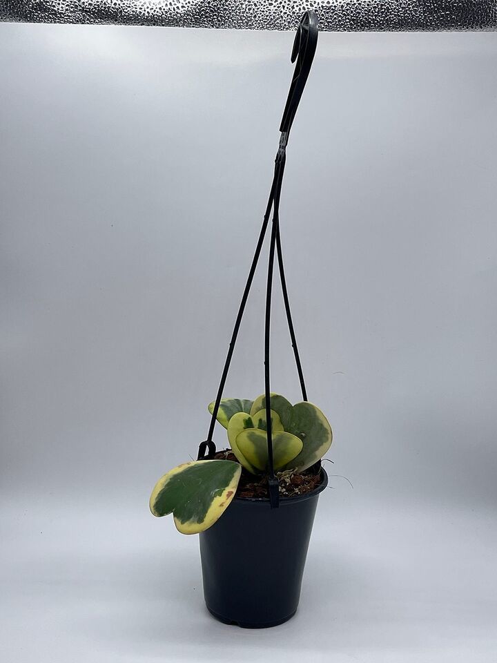 Variegated Hoya Kerrii Heart On The Vine, at Least 6 Hearts, Sweetheart Plant Item image 9