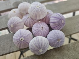 6 Authentic Purple Sea Urchin Shells – Coastal Nautical Home &amp; Wedding D... - $18.00