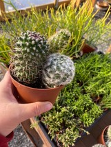 Cacti Cactus Combo #7 Three Cactus per 4&quot; Pot Live Plants - £11.67 GBP