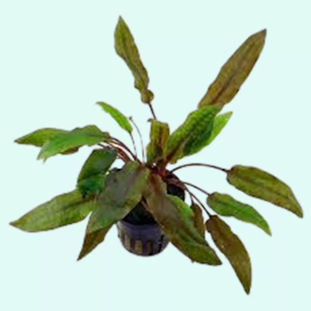 2&quot; Pot Aquarium Plant Cryptocoryne Crypt Wendtii Red  - £15.08 GBP