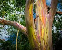 100 Eucalyptus deglupta Seeds , Mindanao Gum, Rainbow Eucalyptus, Rainbow Gum - £4.79 GBP
