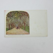 Postcard Florida Highway People Walk Under The Live Oak Trees Antique Unposted - £7.98 GBP