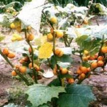 Item image 1 image 1