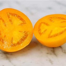 Djena Lee&#39;S Golden Girl Tomato Seeds Grown To Organic Chicago Fair Winner 10X Ga - £9.23 GBP