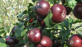 25 Seeds Arkansas Black Apple, Outdoor Plant, Fruit Plant - $11.12