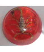 Vintage  Scorpion Lucite Paperweight - £12.07 GBP