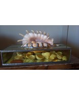 SEASHELL Stunning Glass Case ~ With Flip Top ~ Great  Unique Gift ~ - $692.64 MXN