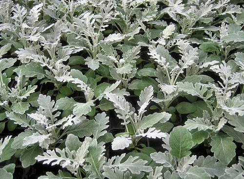 Pelleted Seeds Dusty Miller Seeds Silver Dust 50 Pelleted Seeds Garden U... - $10.50