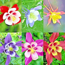 Bloomys 400 Seeds Columbine Mckana Giants Perennial Spring Mix Flower Deer Resis - $9.38