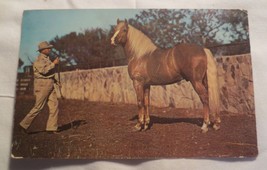 Vtg  Postcard 1950&#39;s &quot;Beautiful Palamino&quot; Horse Unposted - £3.86 GBP