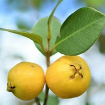 Big Yellow Lemon Guava (Psidium littorale) Live Fruit Tree 48”-59” - £236.60 GBP