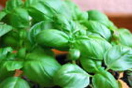 2000 Genovese Basil Seeds  basilicum Ocimum Herb Non-GMO - £8.84 GBP