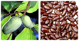 Pawpaw The Indiana Banana Seeds 45 Seeds International Ship - $26.99