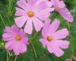 Pinkie Cosmos Flower 200 Seeds Seedsfun Fast Shipping - £7.20 GBP