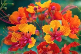 VP Mexican Bird Of Paradise Red Peacock Flowr Caesalpina Pulcherrima 11 Seeds  - £3.17 GBP