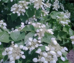JAPANESE HYDRANGEA VINE White Flower  50 Seeds - $9.99