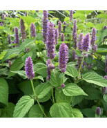 Korean Mint, Agastache Rugosa, Purple Giant Hyssop, NON-GMO, FREE SHIPPING - $2.22 - $7.12