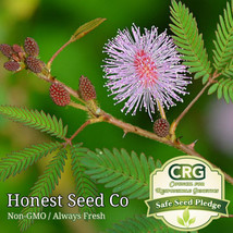 Fresh Sensitive Plant Seeds Touch Me Not Mimosa Pudica Nastic Plant Movement Art - £7.19 GBP
