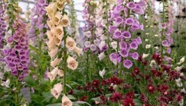 1/4 Oz Mixed Foxglove Seed Mixed Foxgloves Flower Seed Approx 18750 Fast... - £17.37 GBP