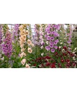 1/4 Oz Mixed Foxglove Seed Mixed Foxgloves Flower Seed Approx 18750 Fast... - $427.27 MXN