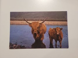 Scottish Highland Cattle In Cool Waters Postcard c1979 Photo Chrome Post... - $7.69