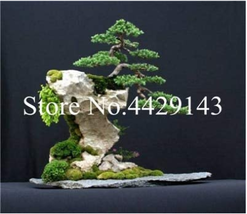100  pcs Dawn Redwood Bonsai Tree Grove - Metasequoia Glyptostroboides,DIY Home  - £7.61 GBP