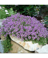 SEPTH Creeping Thyme LAVENDER Groundcover Perennial Purple Flowers Non-G... - $7.97