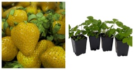 NEW ! Yellow Wonder Alpine Strawberry - 4 Plants 2.5&quot; Pots - Everbearing - $44.99