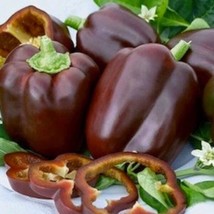 Bell Pepper Chocolate Beauty 12 Seeds- Heirloom- Non Gmo Sweet Vegetable... - £6.06 GBP