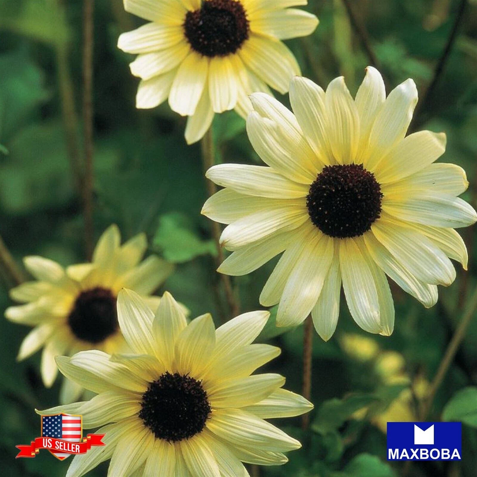 Premium Fresh 150 Seeds Sunflower Italian White Non-GMO - $11.78