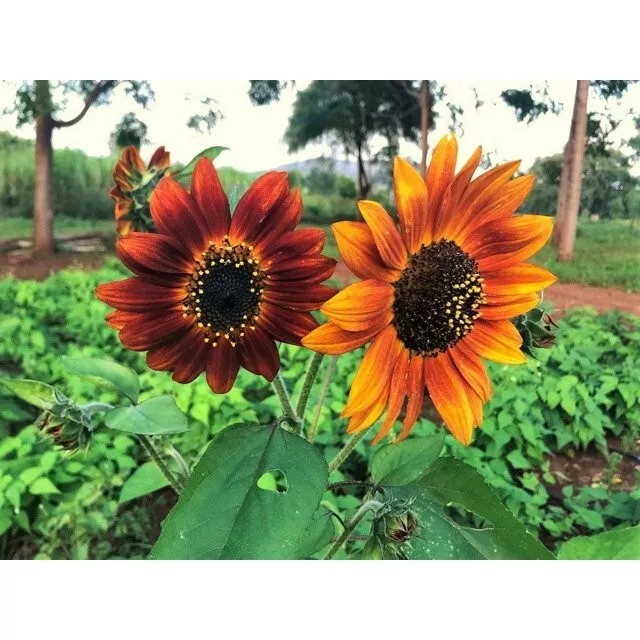 40 Seeds Red Maroon Burgundy Gold Sunflower Organic Garden Plant - £7.75 GBP