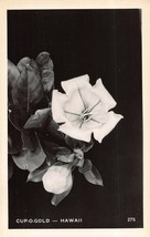 HAWAII~CUP O GOLD FLOWER-1940s REAL PHOTO POSTCARD - $7.83