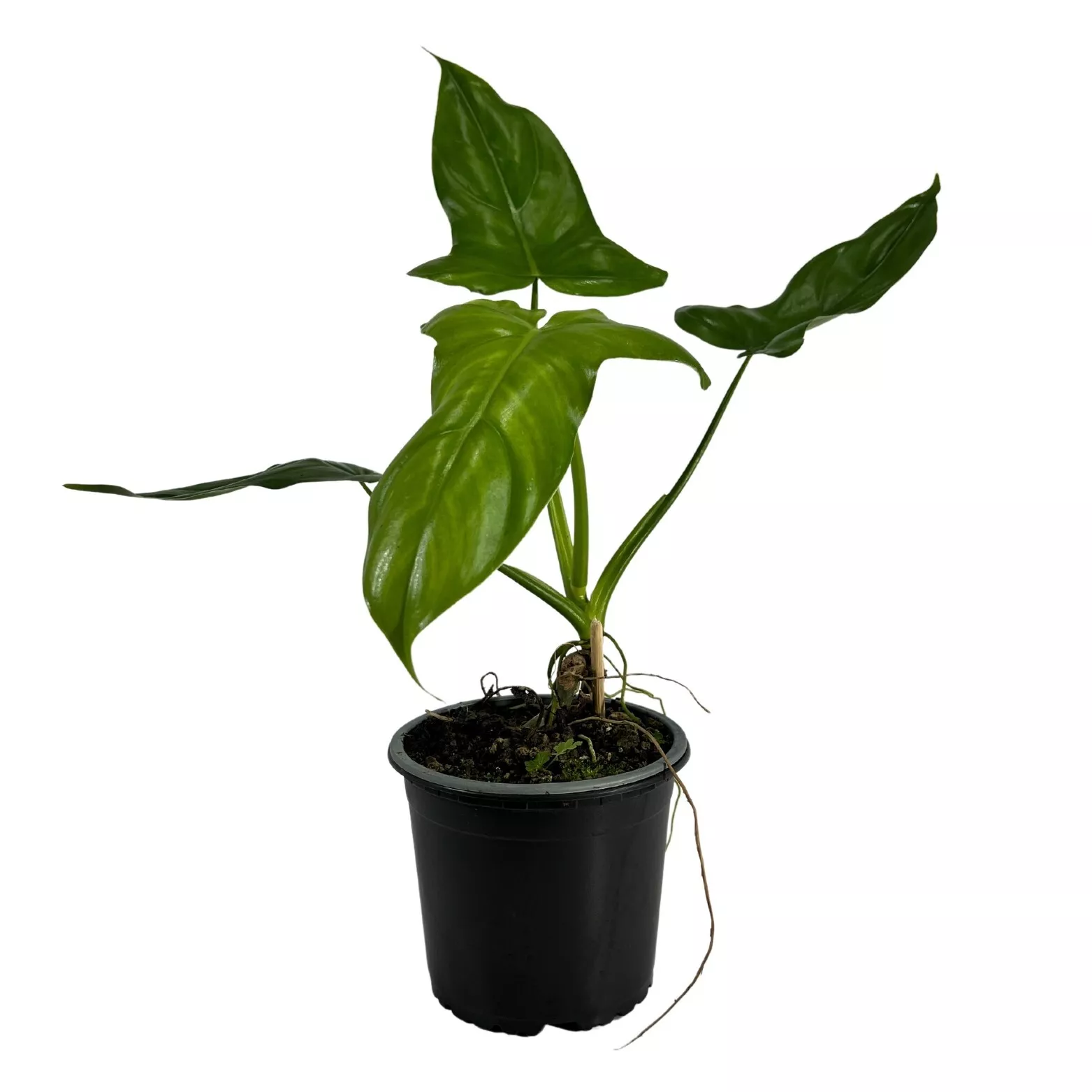 Philodendron Mexicanum Philodendron Exotic Houseplant - £87.52 GBP