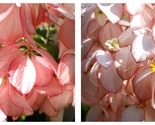 50 Seeds Mosaenda Pink-White Fresh Garden - $34.93