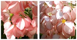 50 Seeds Mosaenda Pink-White Fresh Garden - £27.47 GBP