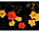 Hibiscus Flower Blossoms UNP Chrome Postcard V23 - £1.52 GBP