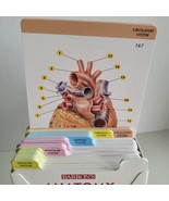 Barron&#39;s Anatomy Flashcards 264 Full Color Cards &amp; Poster Pre-Med Nursin... - £12.46 GBP