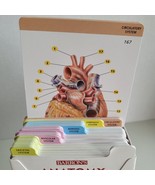 Barron&#39;s Anatomy Flashcards 264 Full Color Cards &amp; Poster Pre-Med Nursin... - $15.83