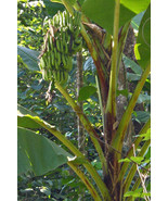 SD M Argentii 5 Seeds Fast Grow - $22.57