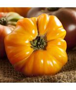 Tomato Amana Orange 1-2 Lb Fruits Indeterminate Heirloom Non-Gmo 50 Seeds - $11.18 CAD