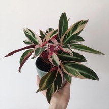 Stromanthe Triostar 2 Inch Pot 2 Plants Fresh Garden - $39.00