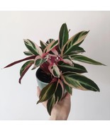 Stromanthe Triostar 2 Inch Pot 2 Plants Fresh Garden - $53.50 CAD