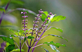 FREE SHIPPING Ocimum tenuiflorum Sanctum Holy Basil Tulasi Thulasi Tulsi 200 See - £14.34 GBP