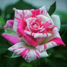 10 Bright Pink Spotted Rose Seeds Flower Bush Shrub Flowers Seed 1294 Fr... - $13.78