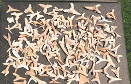 Prehistoric Shark Teeth Fossils – Genuine Fossil Collection for Study &amp; ... - €29,84 EUR