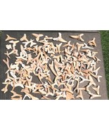 Prehistoric Shark Teeth Fossils – Genuine Fossil Collection for Study &amp; ... - $34.65