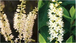 30 Vanilla Spice Sweet Pepperbush Seeds Clethra Alnifolia Vanilla Spice Fresh Se - $12.90