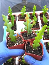 Epiphyllum Anguliger, Ric Rac Cactus, Zig Zag Cactus, 2 inch rooted  pla... - $287.82 MXN